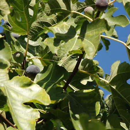 La Relinquiere Couette-café Milhac