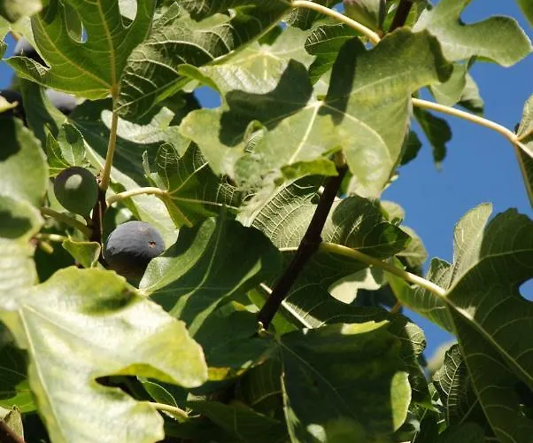 La Relinquiere Bed & Breakfast Milhac